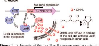 Image result for quorum sensing