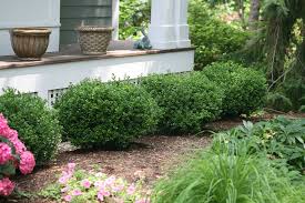 What is the cheapest option available within bushes? 8 Practical Alternatives To Boxwood Shrubs Proven Winners
