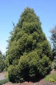 Image result for Cryptomeria