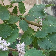 Image result for Tetradenia bainesii