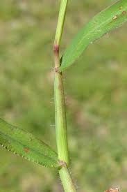 Image result for Digitaria angolensis