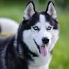 How often should i clean my siberian husky? 1