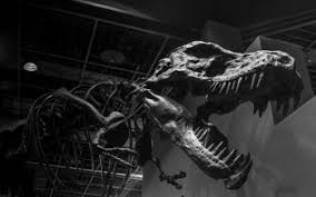 40 Tyrannosaurus Rex Hd Wallpapers Background Images Wallpaper Abyss Today this game can be played unblocked. 40 tyrannosaurus rex hd wallpapers