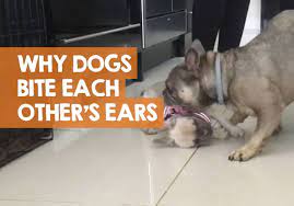 Why Dogs Bite Each Other S Ears When Playing How To Stop It