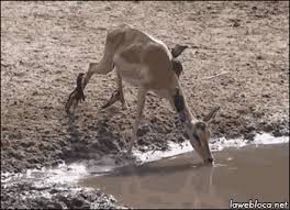 I suspected so…in malaysia wild elephants and other wildlife which roamed into residential area dont do that if one doesn't intimidate or. When Animals Attack Gifs Album On Imgur