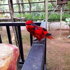 Selangor, diketahui umum sebagai negeri termaju di malaysia. Aktiviti Menarik Di Taman Burung Kuala Lumpur Qisstiera