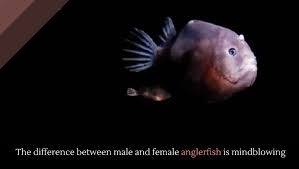 Pigment differences may be observed between male and female vents. The Difference Between Male And Female Anglerfish Is Mindblowing Alltop Viral