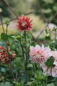 Deer have become a major irritant to suburban and exurban gardeners.﻿﻿ not only are they more prevalent as a result of human encroachment on if you cannot keep deer away from the garden, you can plant flowers that do not appeal to them. Top 5 Deer Proof Cut Flowers Cmd