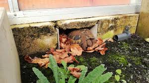 Griechische Landschildkroten Aktuell Was Tut Sich Im Schildkrotengehege