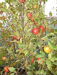 Epingle Sur Jardins Gardening