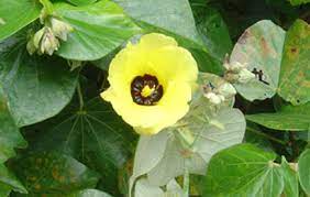 Bunga warna ungu gambar png from img2.pngdownload.id. Waru Hibiscus Tiliaceus Informasi Tanaman Kehutanan