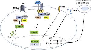 Ah es que habla rápido, todo un pitufo filosofon. Oncogenic Signaling Pathways Associated With Immune Evasion And Resistance To Immune Checkpoint Inhibitors In Cancer Sciencedirect