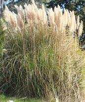 Flanagan also suggested pierus, fennel, cotton or millet as alternatives to pampas grass. Https Plantright Org Wp Content Uploads 2017 10 2017 Plantright Plant List Pdf