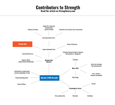 Size Vs Strength How Important Is Muscle Growth For