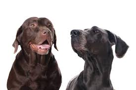 We are located in beautiful central arizona. The Silver Lab Puppies Facts Lifespan And Intelligence