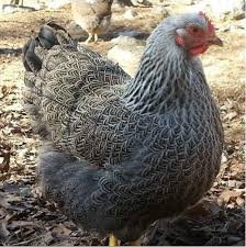 twelve utterly bizarre chicken breeds pethelpful