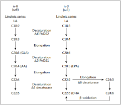 An Increase in the Omega-6/Omega-3 Fatty Acid Ratio Increases the Risk for  Obesity