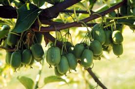 The hardy kiwis ripen in mid to late september. Growing Kiwi In Oregon Requires Care Attention Oregonlive Com