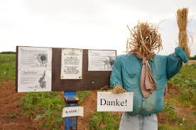 For your request does walmart sell flowers near me we found several interesting places. Beautiful Blumen Cutting Your Own Flowers In Germany Article The United States Army