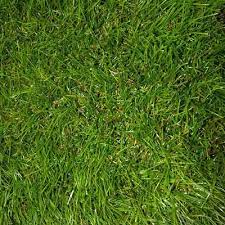 Pin By Christine Sinclair On Interior Exterior Ideas For Our Home Warm Season Grass Green Grass Bermuda Grass