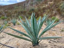 Image result for Agave
