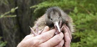 We did not find results for: Unikatni Fauna A Flora Noveho Zelandu Ptaci Kiwi Ci Stromy Kauri