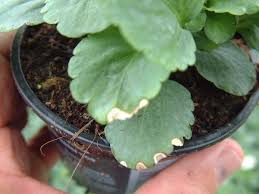 Bacterial wilt of geraniums causes spotting and wilting on leaves and rotting of stems. Spotlight On Leaf Spots