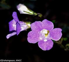 Image result for Mimulopsis arborescens