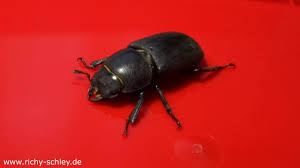 Es kommt häufig vor, dass sich kleine käferarten im haus und in der wohnung ansiedeln. Grosser Schwarzer Kafer Ein Balkenschroter Weibchen Youtube