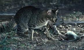 Strays and feral cats mean different things. Feral Cats More Likely To Prey On Native Animals If Rabbit Numbers Reduced Wildlife The Guardian