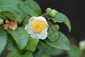 Image result for Theaceae