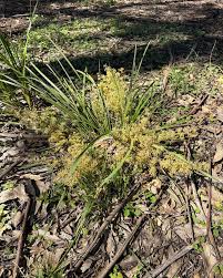 Image result for Rumex sagittatus