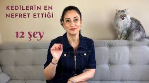 Kediniz Kayboldugu Zaman Yapmaniz Gerekenler Adim Adim Kayip Kedi Bulma Rehberi Youtube