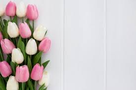 Download Lovely Bouquet Of Tulips On White Wooden Background With Copyspace To The Right For Free Flower Wallpaper Tulips Flower Backgrounds