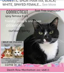 You can choose the dog or cat's gender, breed if you have been searching for a pet, you might have come across or heard about the pet adopter app. Connecticut To Die 11 19 18 Cat Adoption Foster Cat Cats