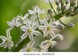 Image result for Albuca setosa