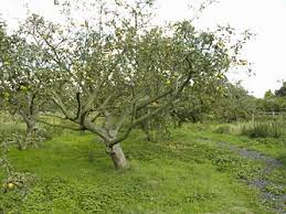 Training involves tree development and form, whereas pruning involves tree function and size. Fruit Tree Pruning Wikipedia