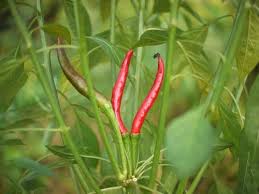 We did not find results for: Chilli Chooser Information Rich Database Of Chillies From Around The World