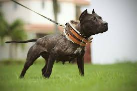 Pin On Apbt