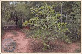 Image result for Gardenia resinifera