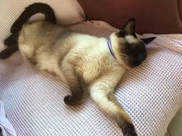 mario is sleeping siamese cats cat lady starter kit cats and kittens