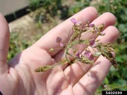 Image result for Desmodium tortuosum