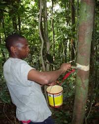 Image result for Aneulophus congoensis