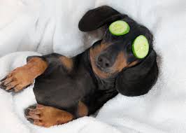 Our staff at applewood pet resort is truly amazing and they treat each pet with compassion. Luxurious Spas Just For Your Dog Stacker