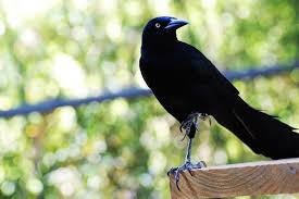 Change the types of feeders you use change what foods you feed birds change the bird houses in your yard do some home maintenance How To Get Rid Of Starlings At Feeders 7 Easy Tips Bird Feeder Hub