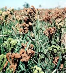 Image result for Eleusine africana