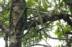 Image result for Vanilla roscheri