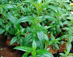 Madu herbal kunyit asam jawa. Manfaat Daun Sambiloto Yang Jarang Diketahui Orang Salah Satunya Mencegah Diabetes Mantra Sukabumi