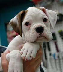 Kyle Poppins Puppies 8 Weeks Boxer Puppies Boxer Dogs Boxer