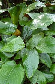 Image result for Marantochloa